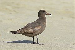 Heermann's Gull